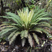 Hardy Fern Matteuccia struthiopteris